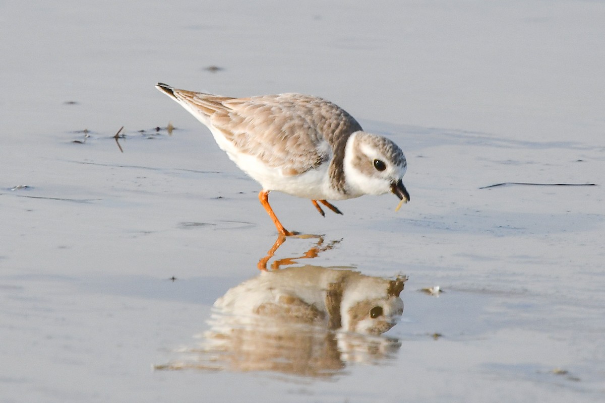 Piping Plover - ML519957741