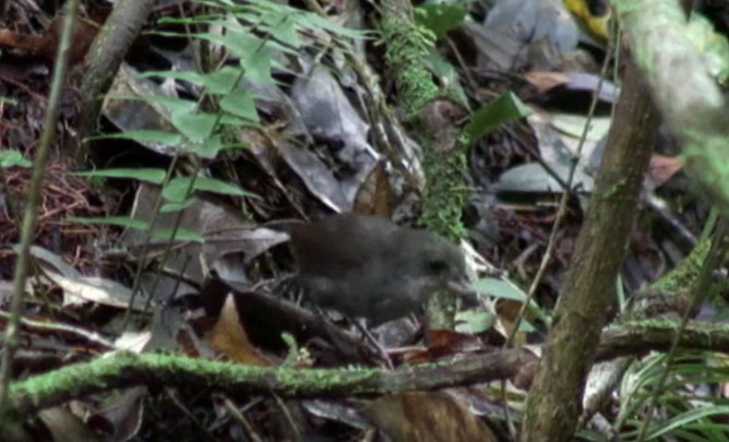 Mountain Mouse-Warbler - ML519958071