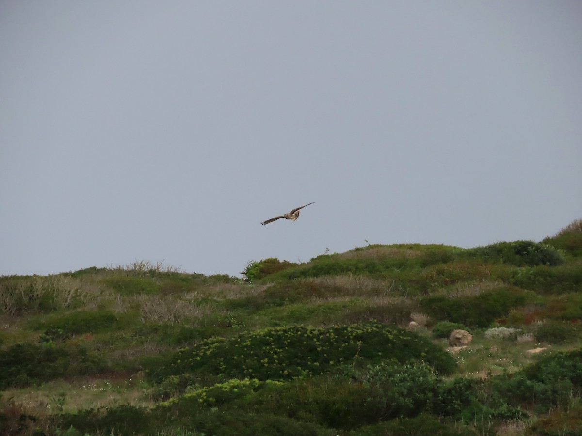 Hen Harrier - ML519959251