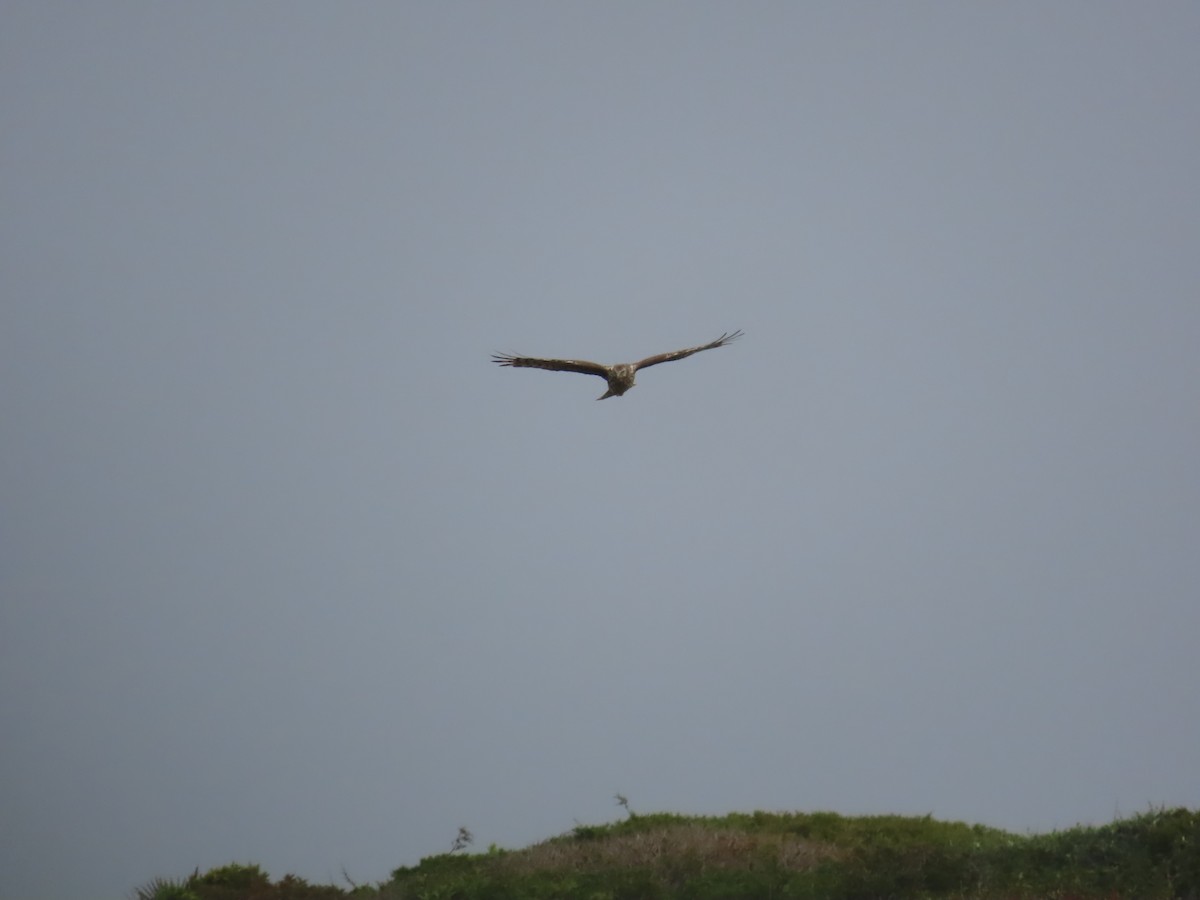 Hen Harrier - ML519959271