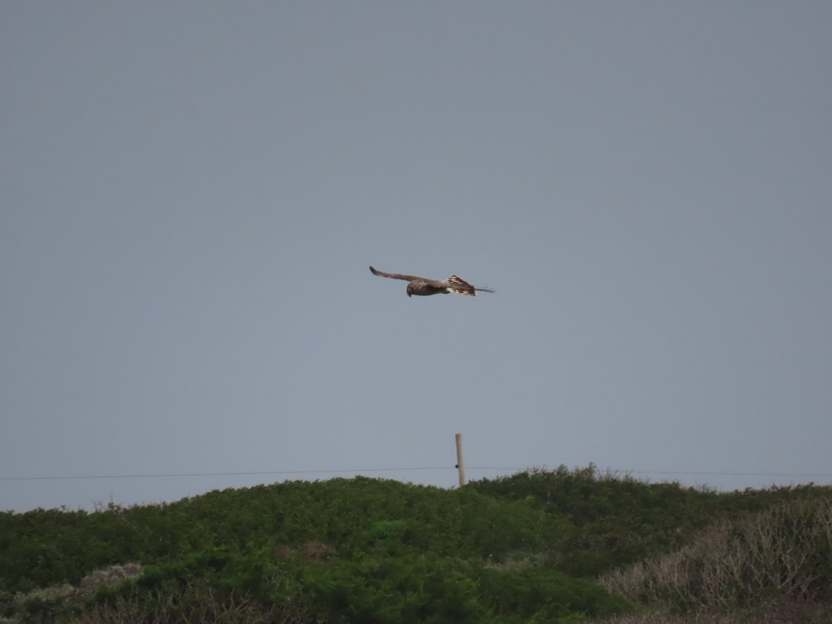 Hen Harrier - ML519959281