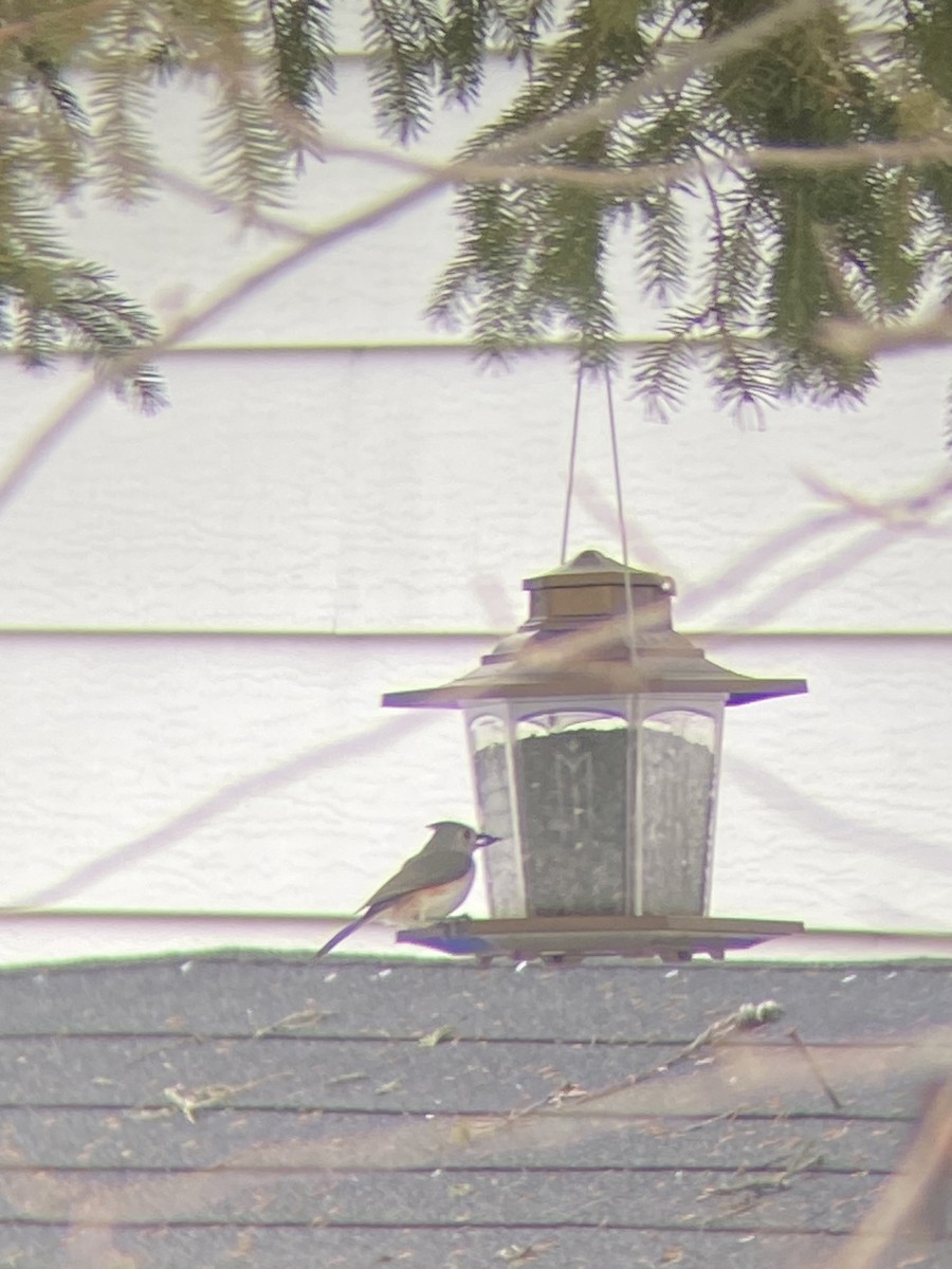 Tufted Titmouse - ML519959381