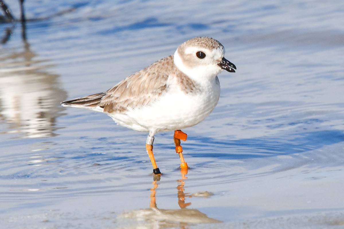 Piping Plover - ML519960161