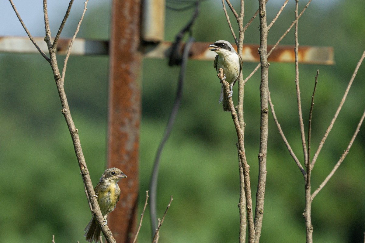 Tiger Shrike - ML519961591