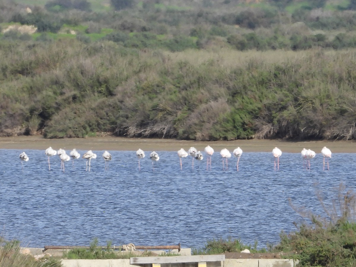Greater Flamingo - ML519961701