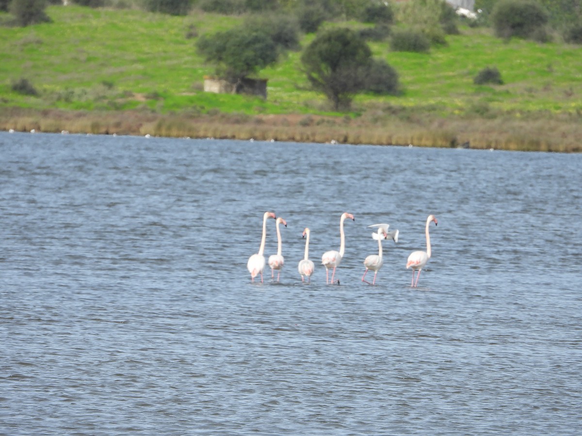 Greater Flamingo - ML519961721