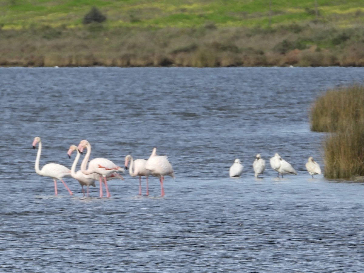 Greater Flamingo - ML519961741