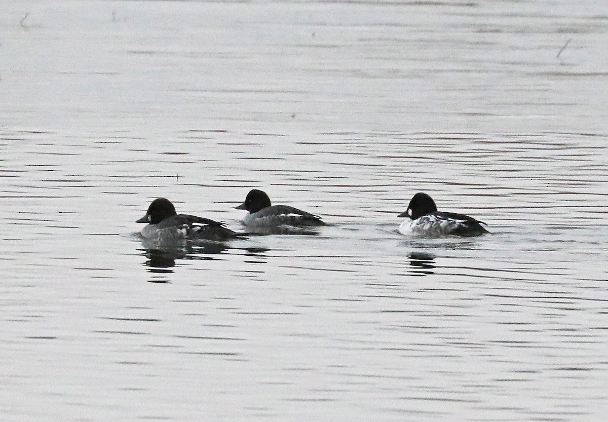 Common Goldeneye - ML519962031