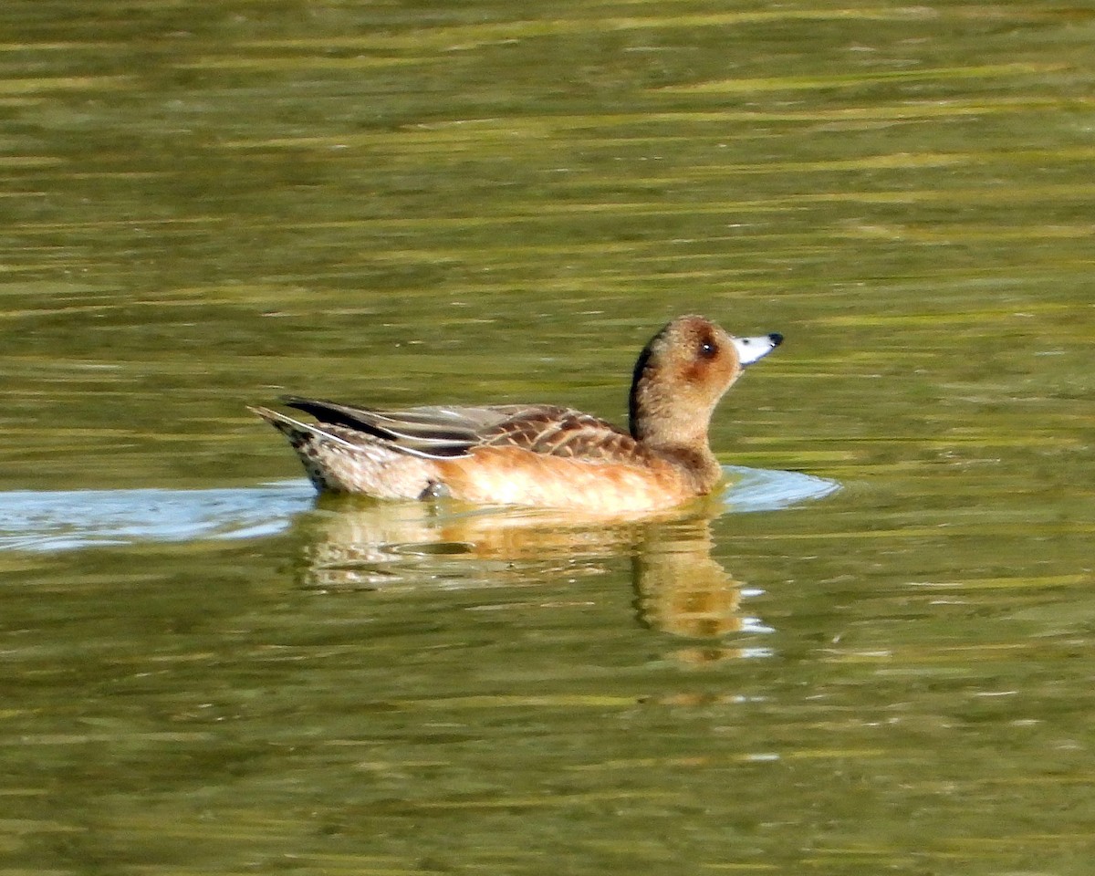 American Wigeon - Peter Jungblut