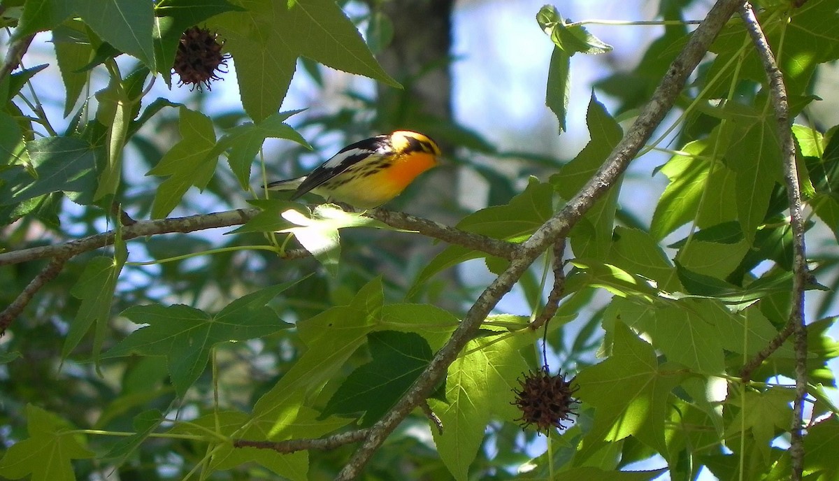 Blackburnian Warbler - ML51996231