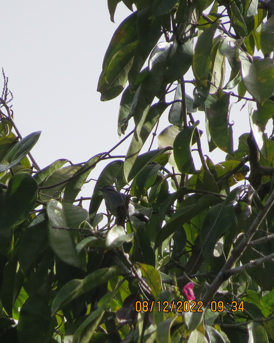 Spot-tailed Antwren - ML519962571