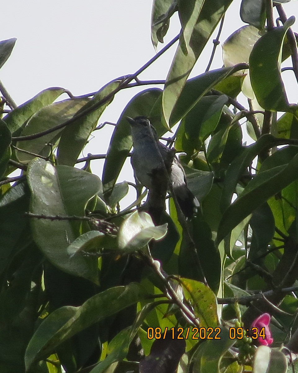 Spot-tailed Antwren - ML519962631