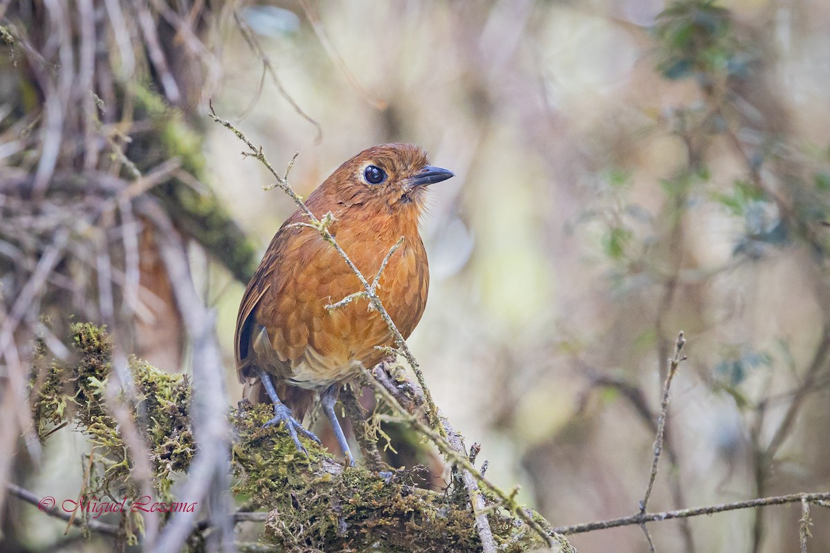 Junin Antpitta - Miguel Lezama - Tanager Tours