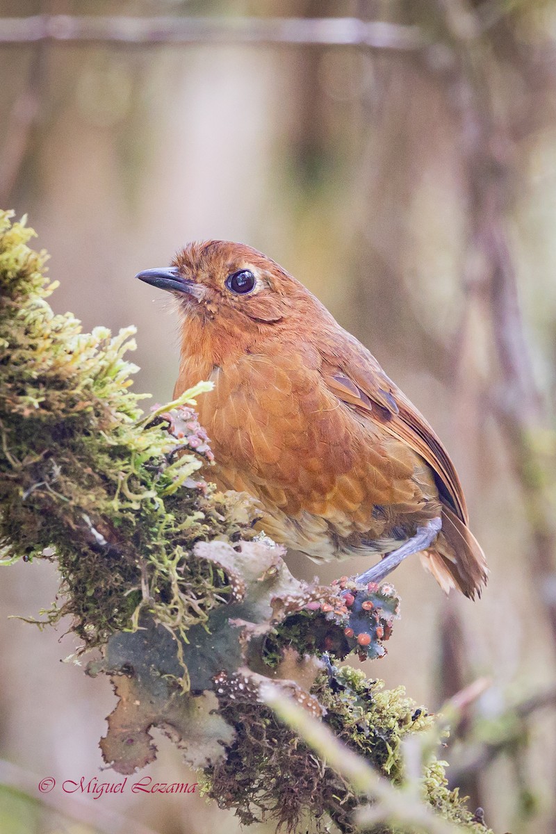 Junin Antpitta - ML519962911