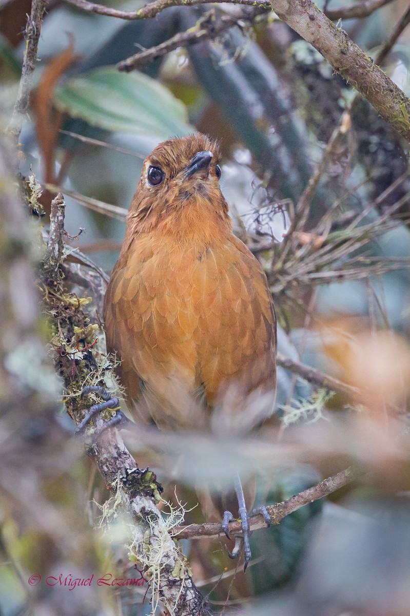 Junin Antpitta - ML519962921