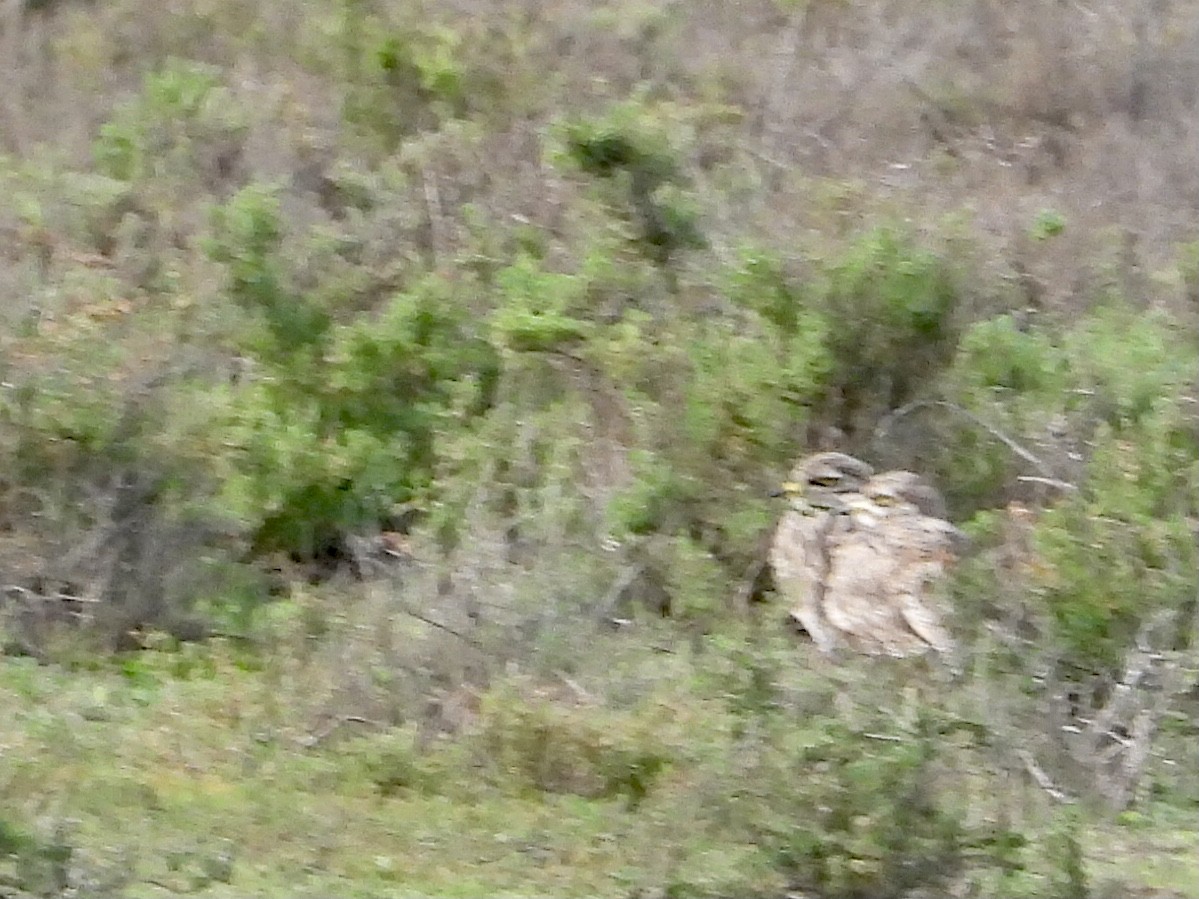 Eurasian Thick-knee - ML519962931