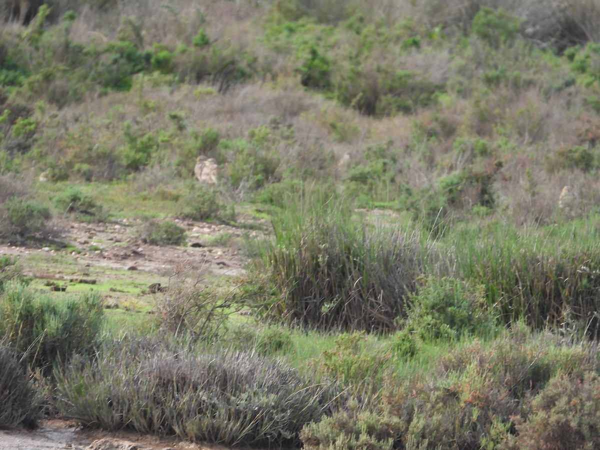 Eurasian Thick-knee - ML519962961