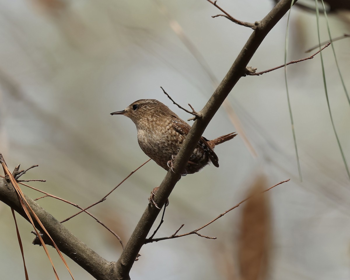 Winter Wren - ML519963041