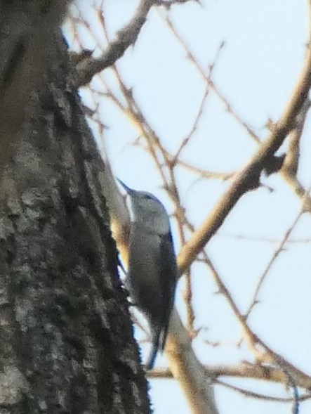 White-breasted Nuthatch - ML519963061
