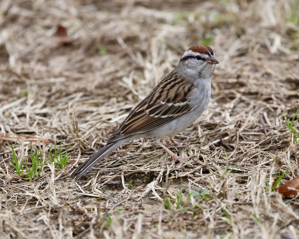 Chipping Sparrow - ML519963111