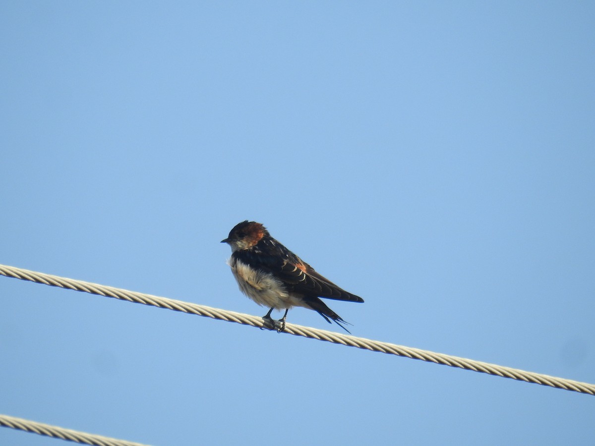 Red-rumped Swallow - ML519963241