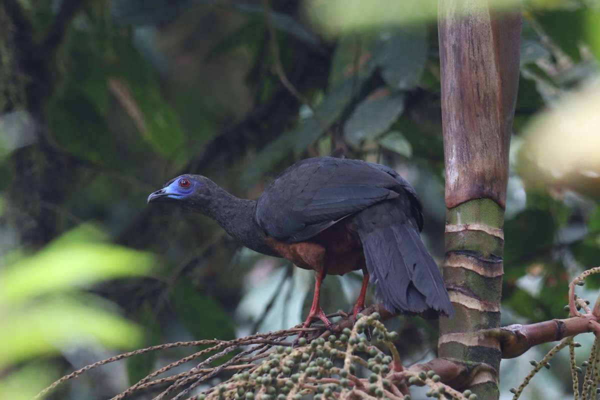 Sickle-winged Guan - ML519963831