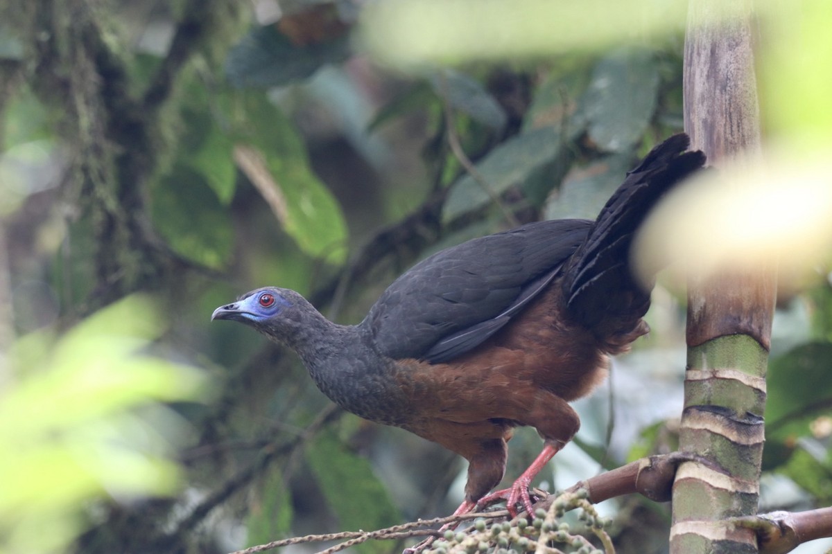 Sickle-winged Guan - ML519963841