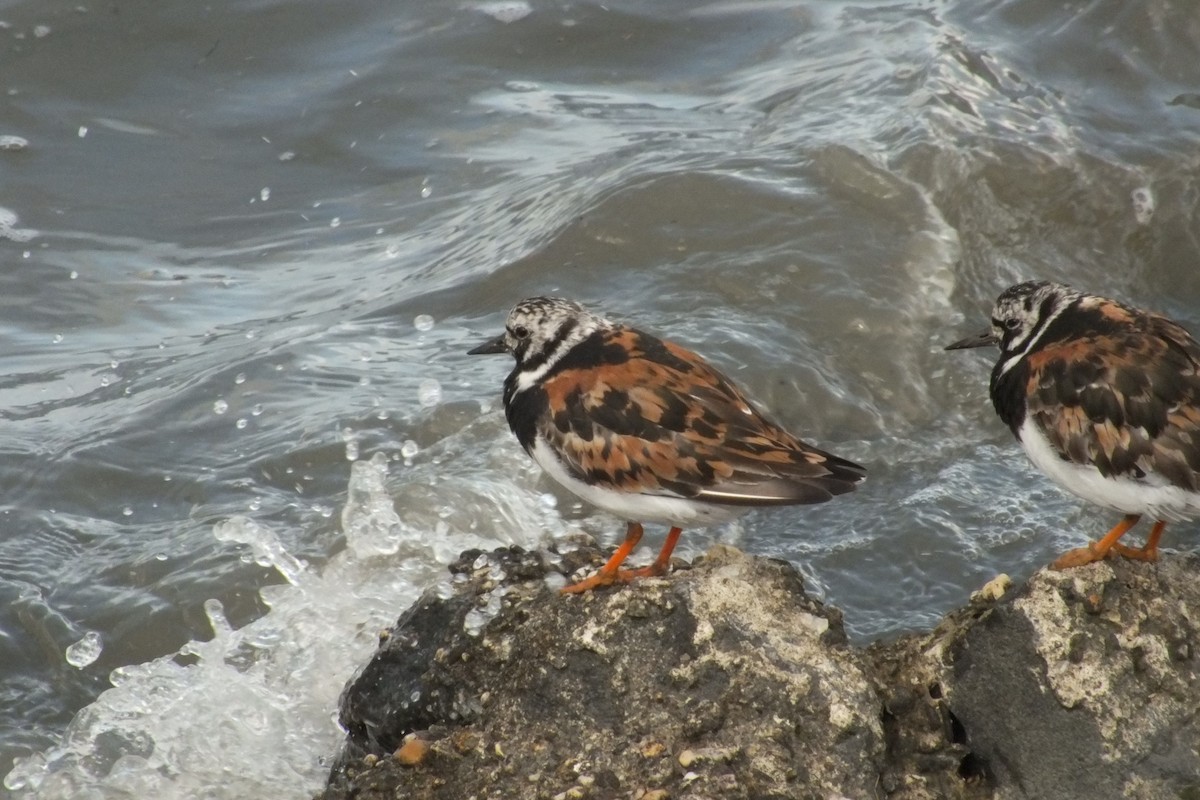 Ruddy Turnstone - ML519964601