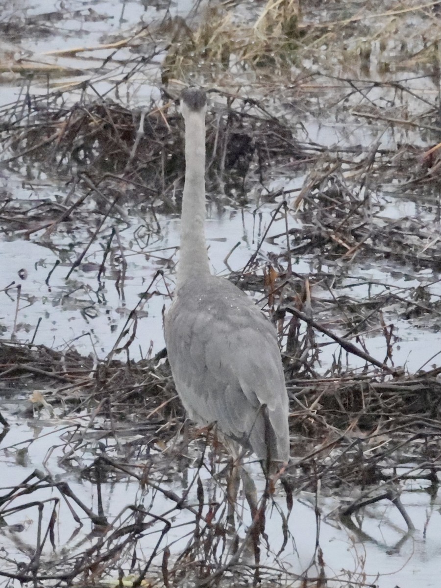 Great Blue Heron - ML519964641