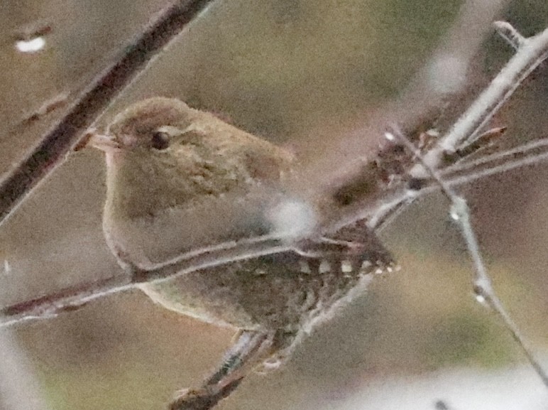 Winter Wren - ML519964831