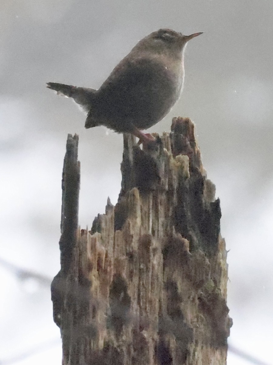 Winter Wren - ML519964841