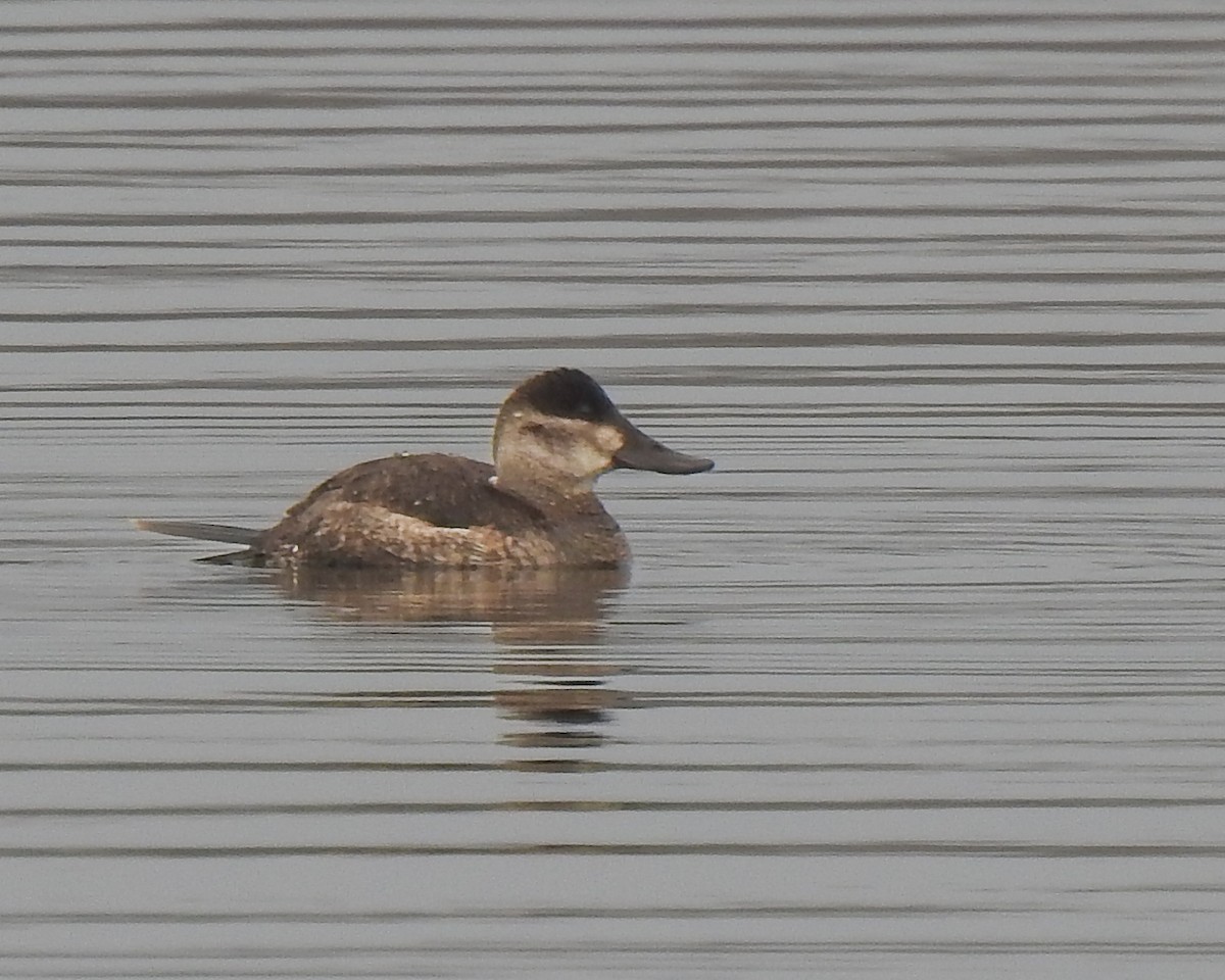 Ruddy Duck - Betsy McCully