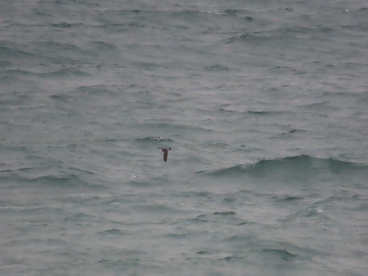 Leach's Storm-Petrel - Guillaume Réthoré