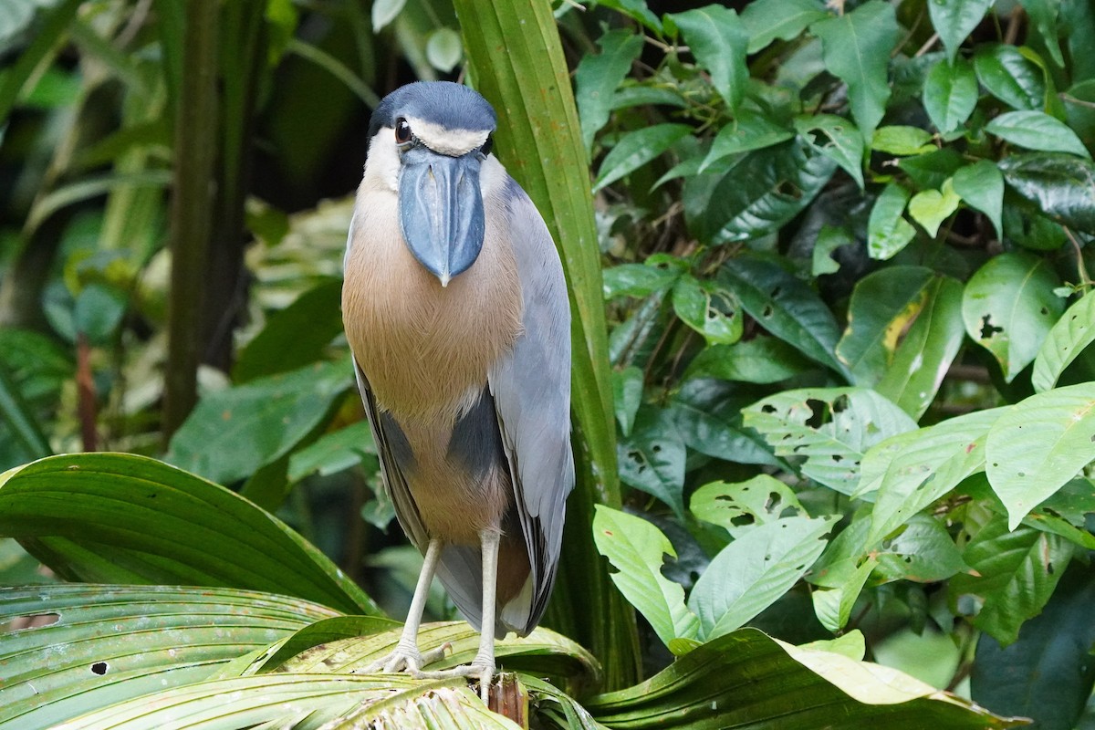 Boat-billed Heron - ML519968861