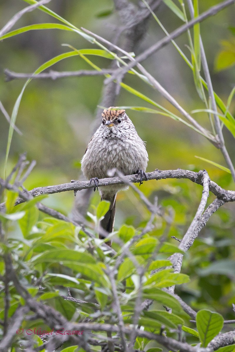 Streaked Tit-Spinetail - ML519969111
