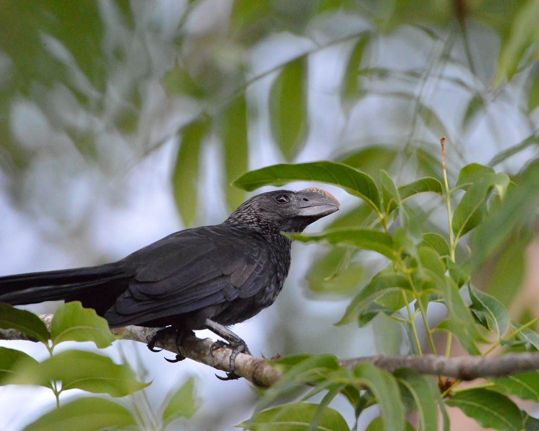 Smooth-billed Ani - ML519969641