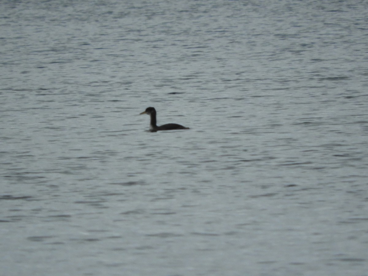 Red-necked Grebe - ML519969711