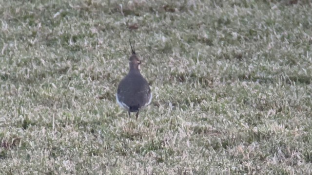 Northern Lapwing - ML519969741