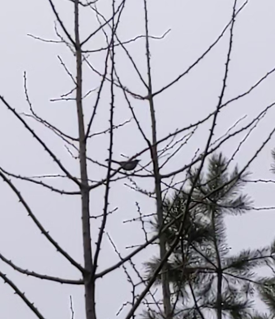 krattskrike - ML519970371