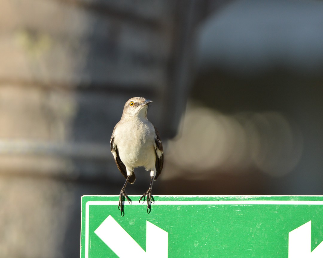 Northern Mockingbird - ML519970421