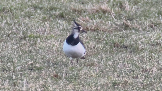 Northern Lapwing - ML519970941