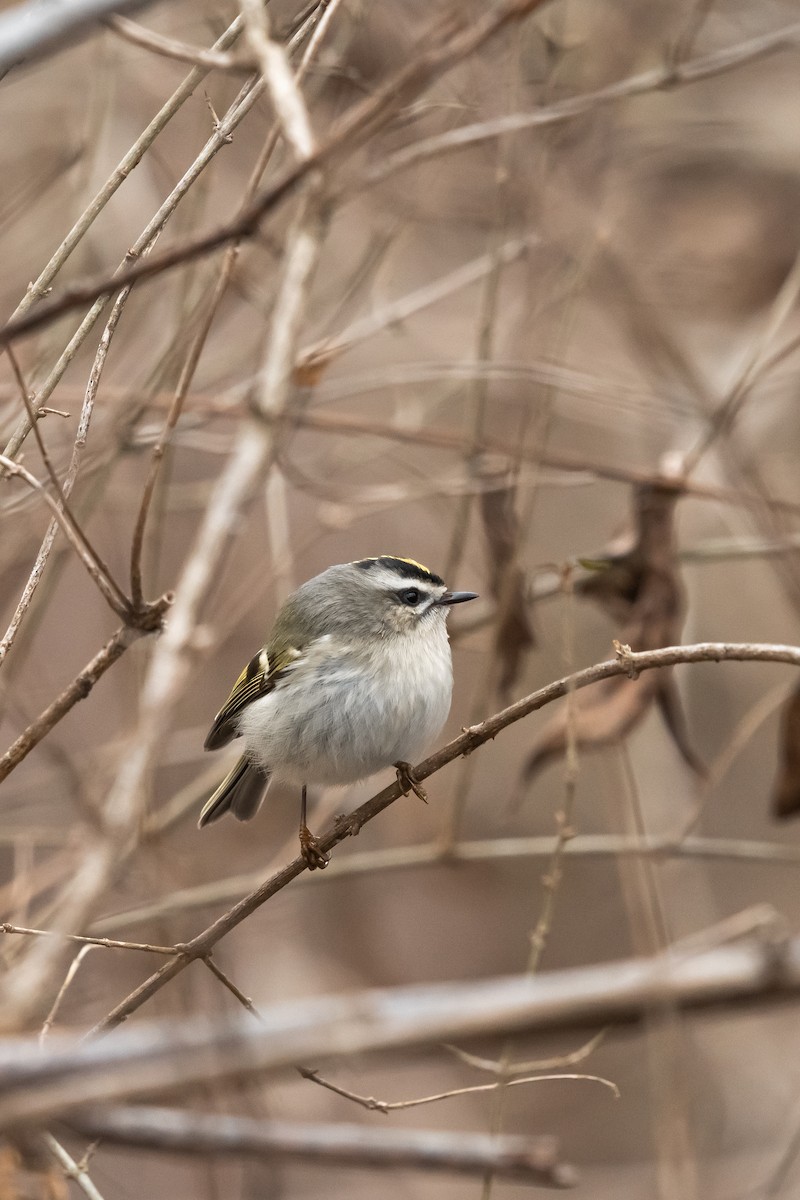 Golden-crowned Kinglet - ML519971021