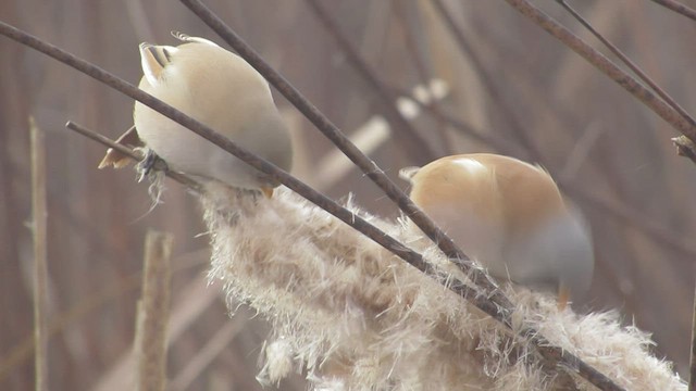 Bearded Reedling - ML519971191