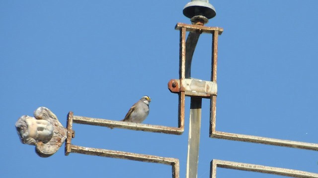 White-throated Sparrow - ML519971261