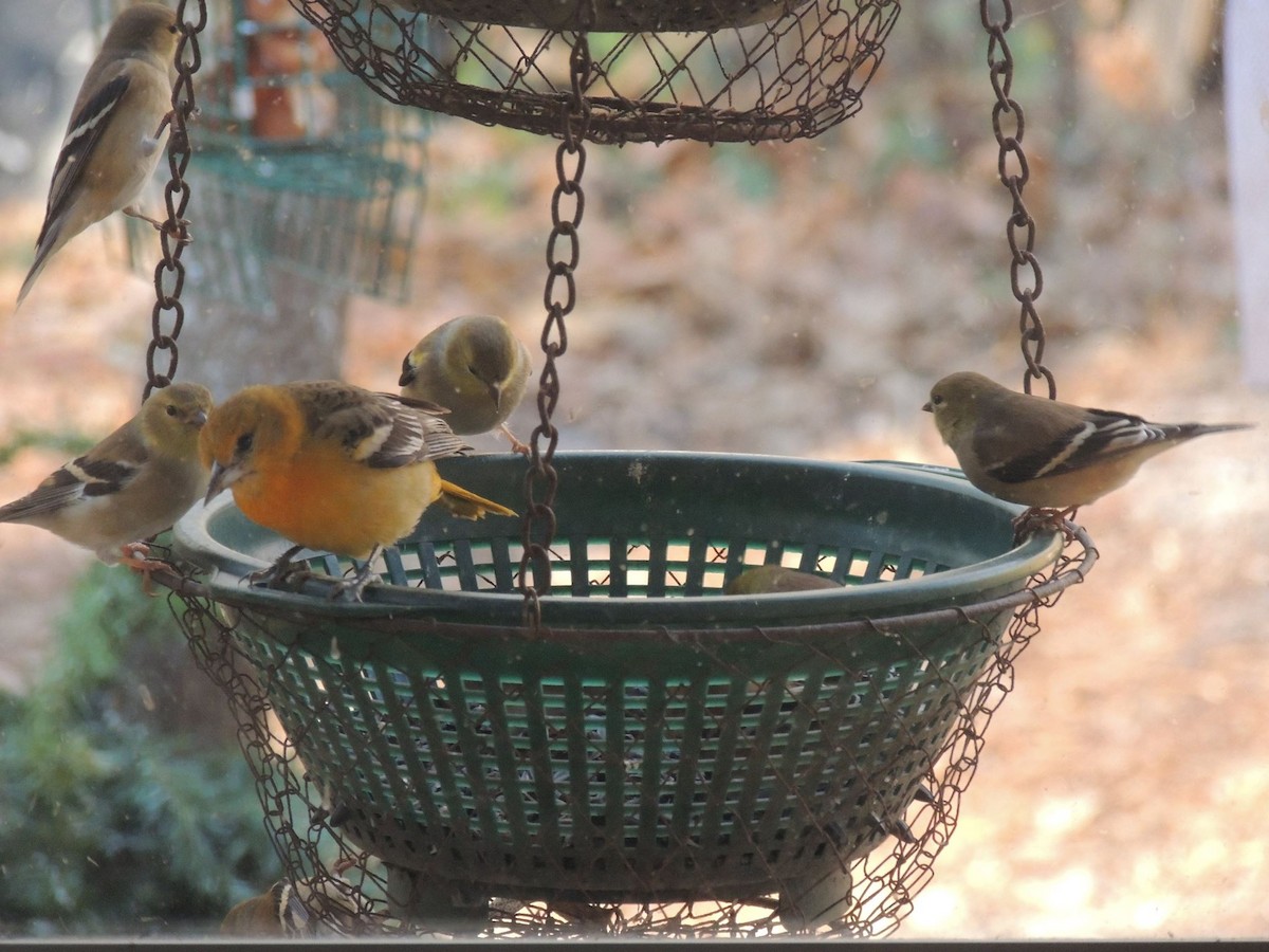 Baltimore Oriole - Colette Micallef