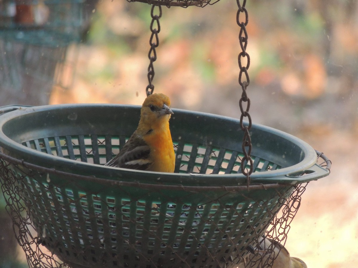 Baltimore Oriole - Colette Micallef