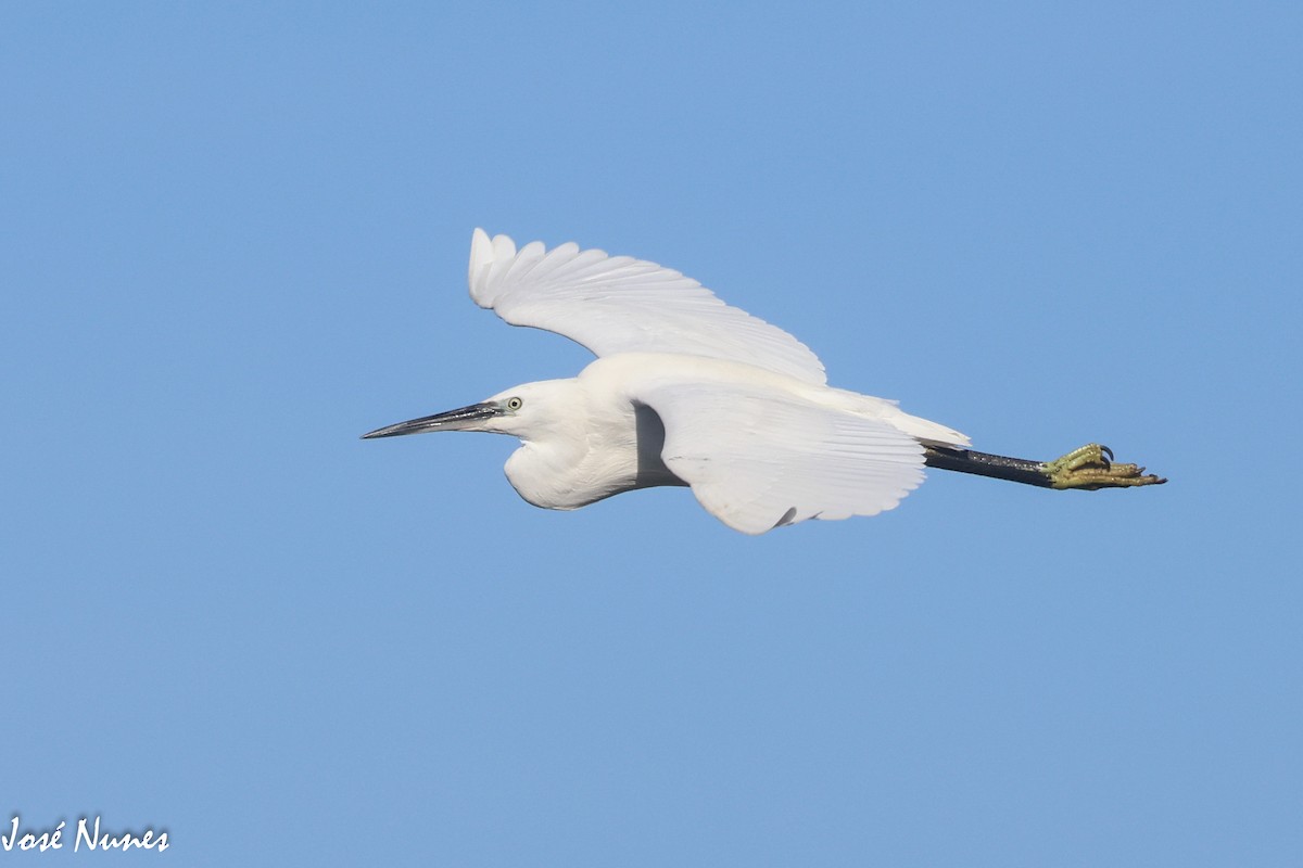 Little Egret - ML519972321