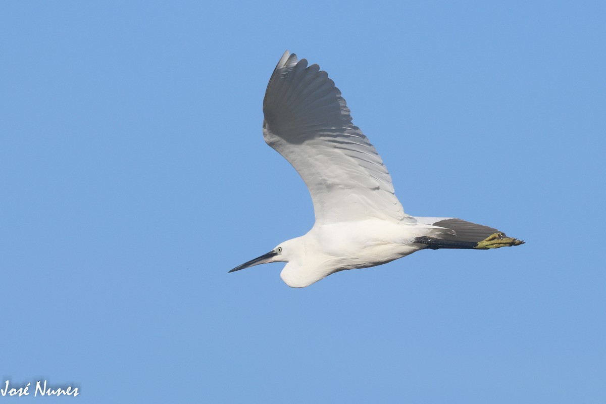 Little Egret - ML519972351