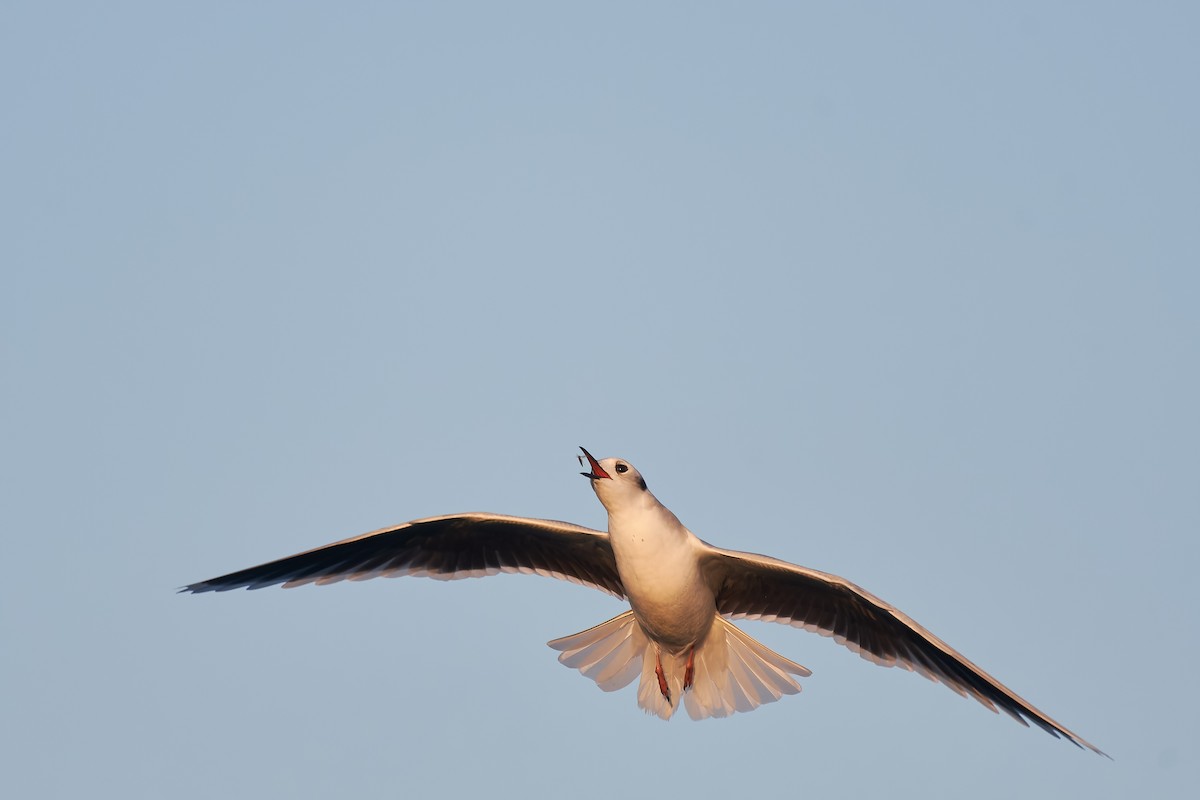 Little Gull - ML519972751