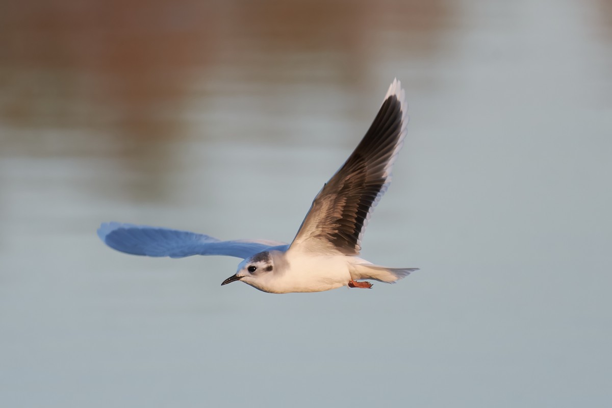 Little Gull - ML519972791